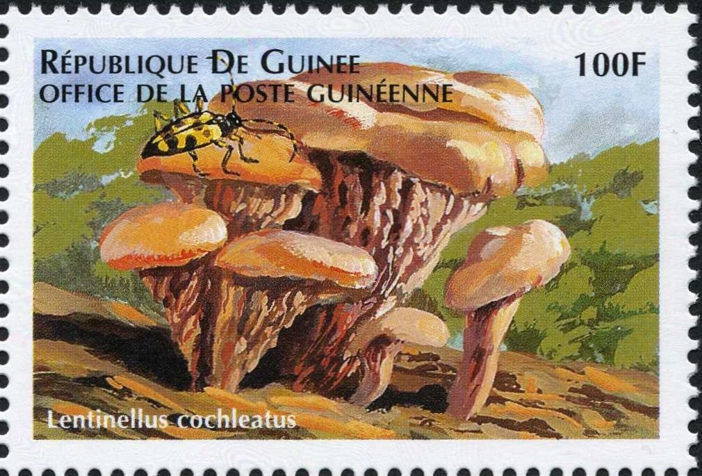 Lentinellus cochleatus
