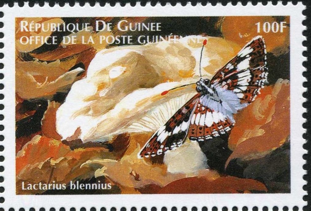 Lactarius blennius
