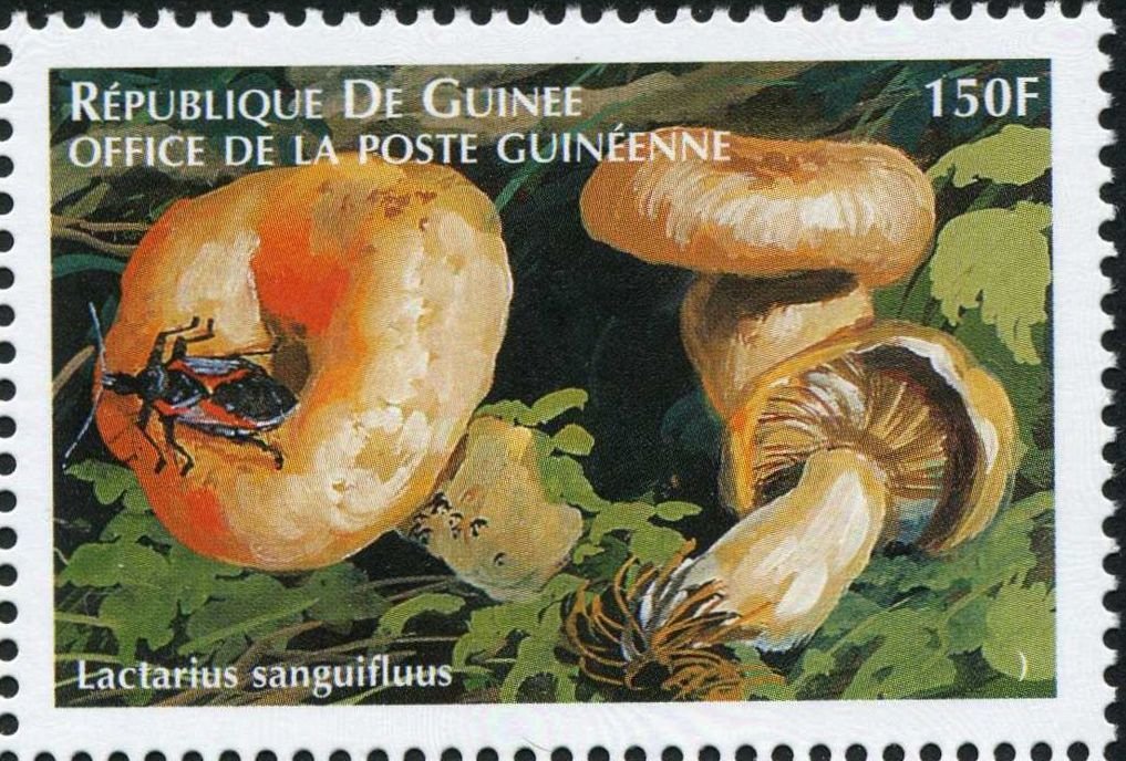 Lactarius sanguifluus