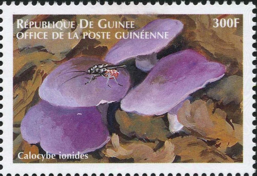 Calocybe ionides