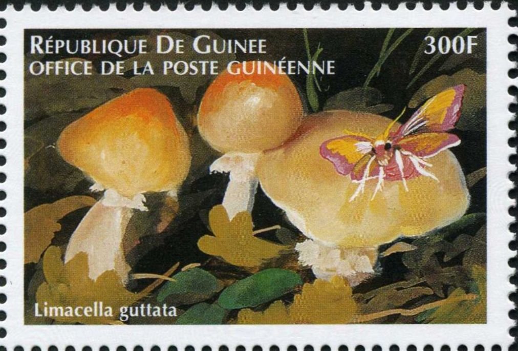 Limacella guttata
