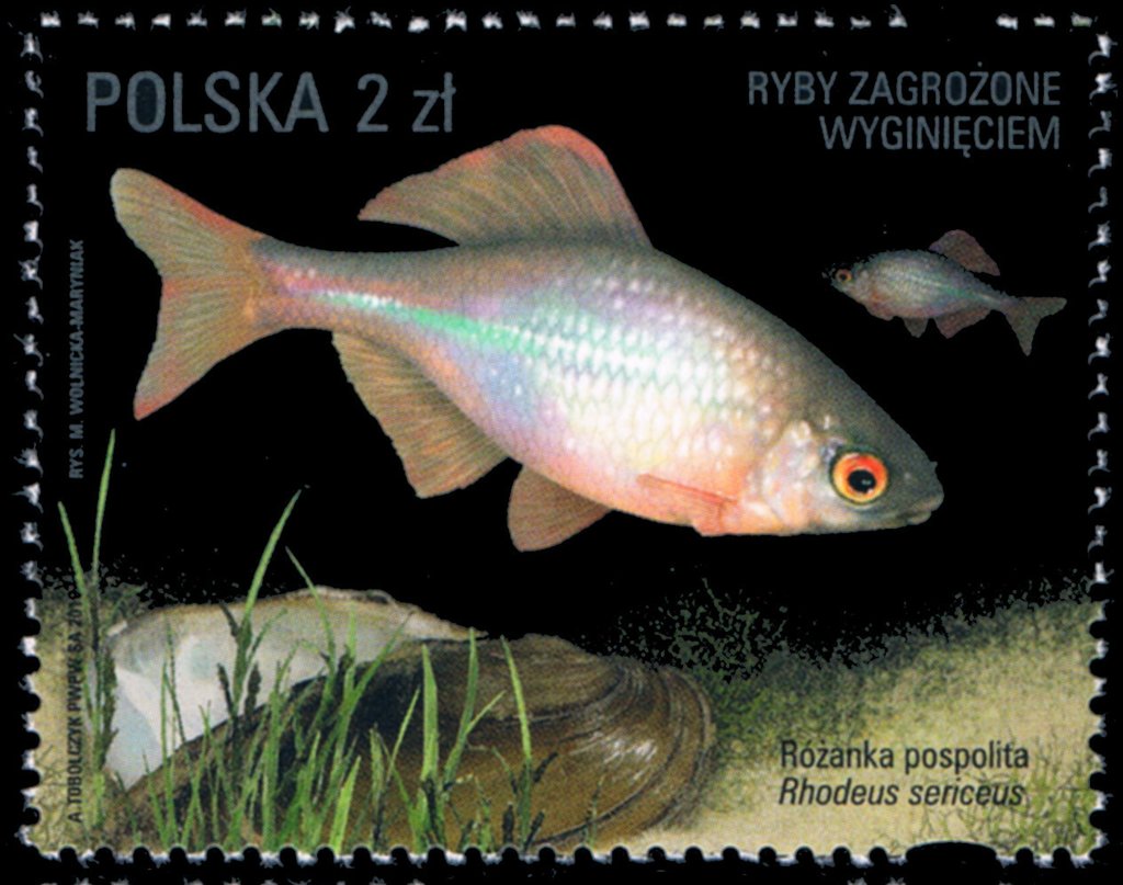 Rhodeus sericeus