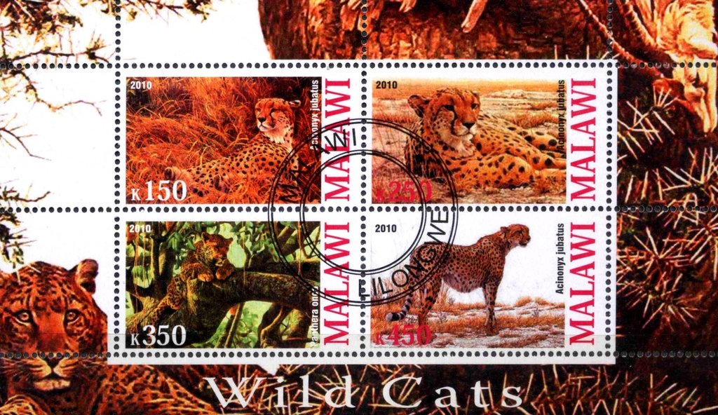 Wild Cats