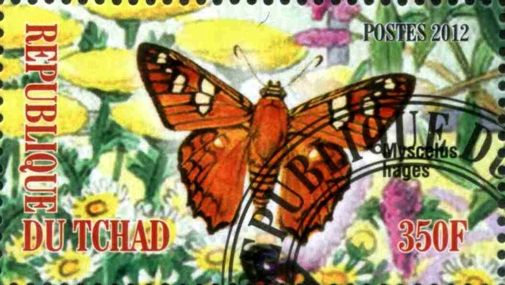 Myscelus hages