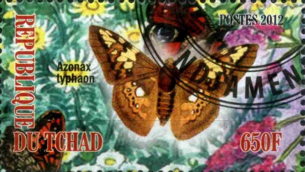 Azonax typhaon