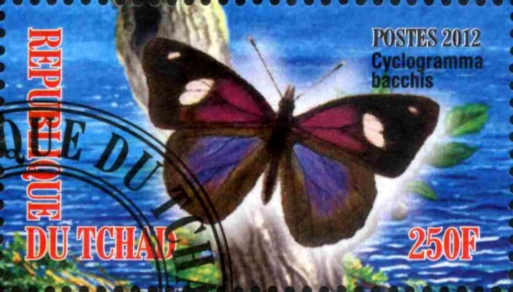 Cyclogramma bacchis
