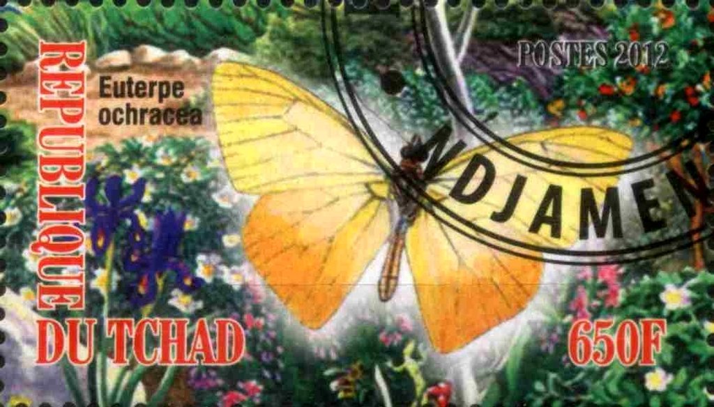 Euterpe ochracea
