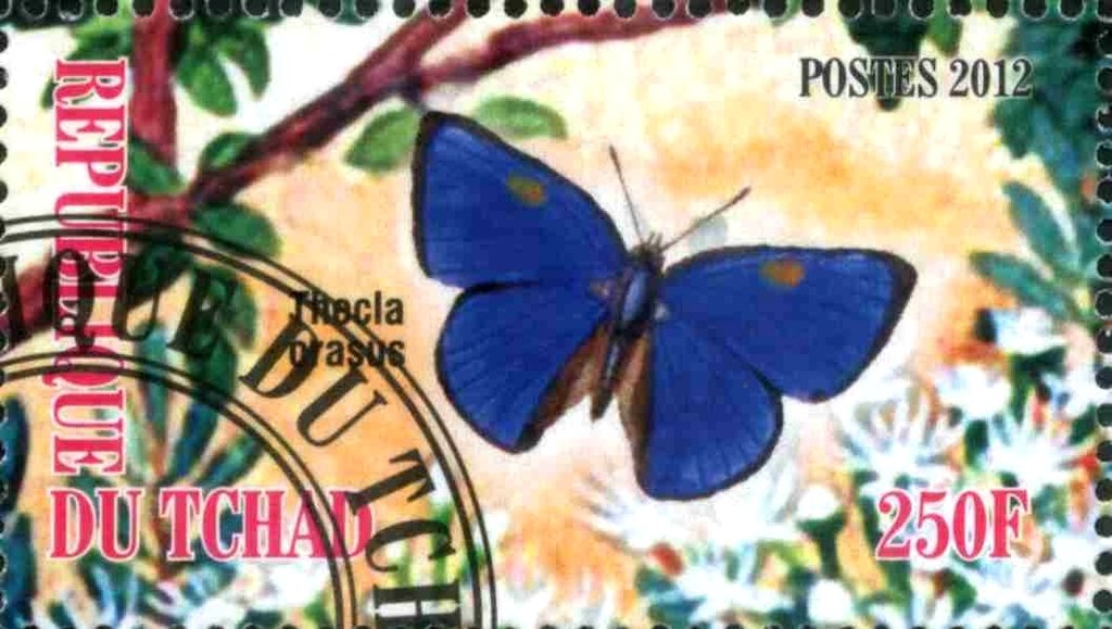 Thecla oranus