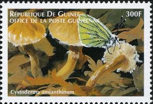 Stamp, Cystoderma amianthemum, Guinea,  , Mushrooms