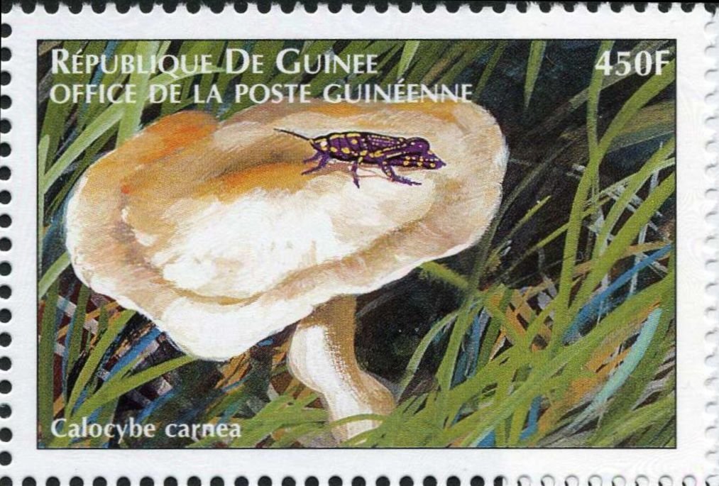 Calocybe carnea