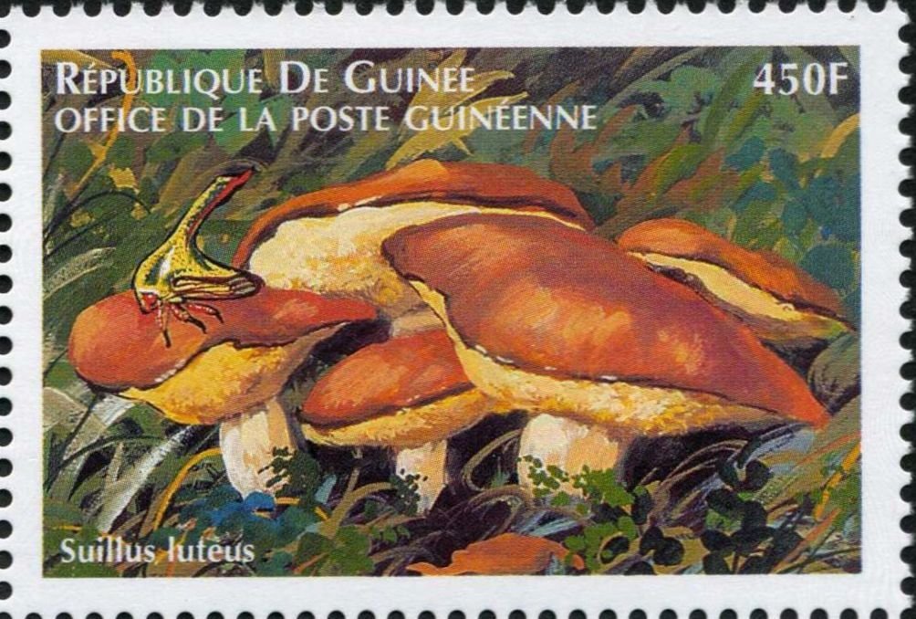 Suillus luteus