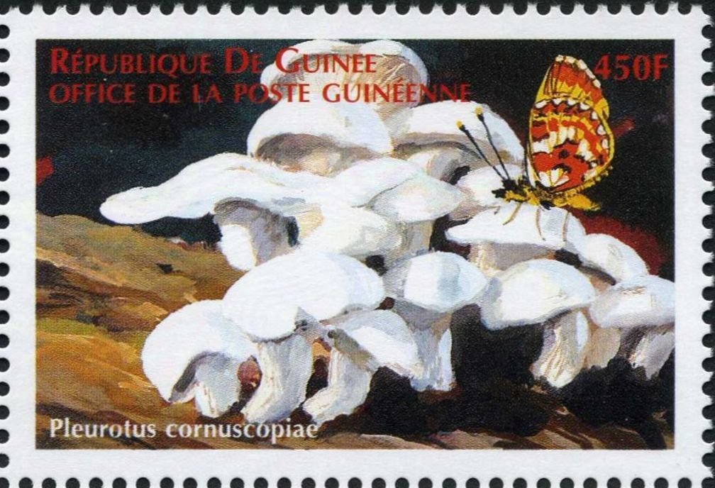 Pleurotus cornucopiae