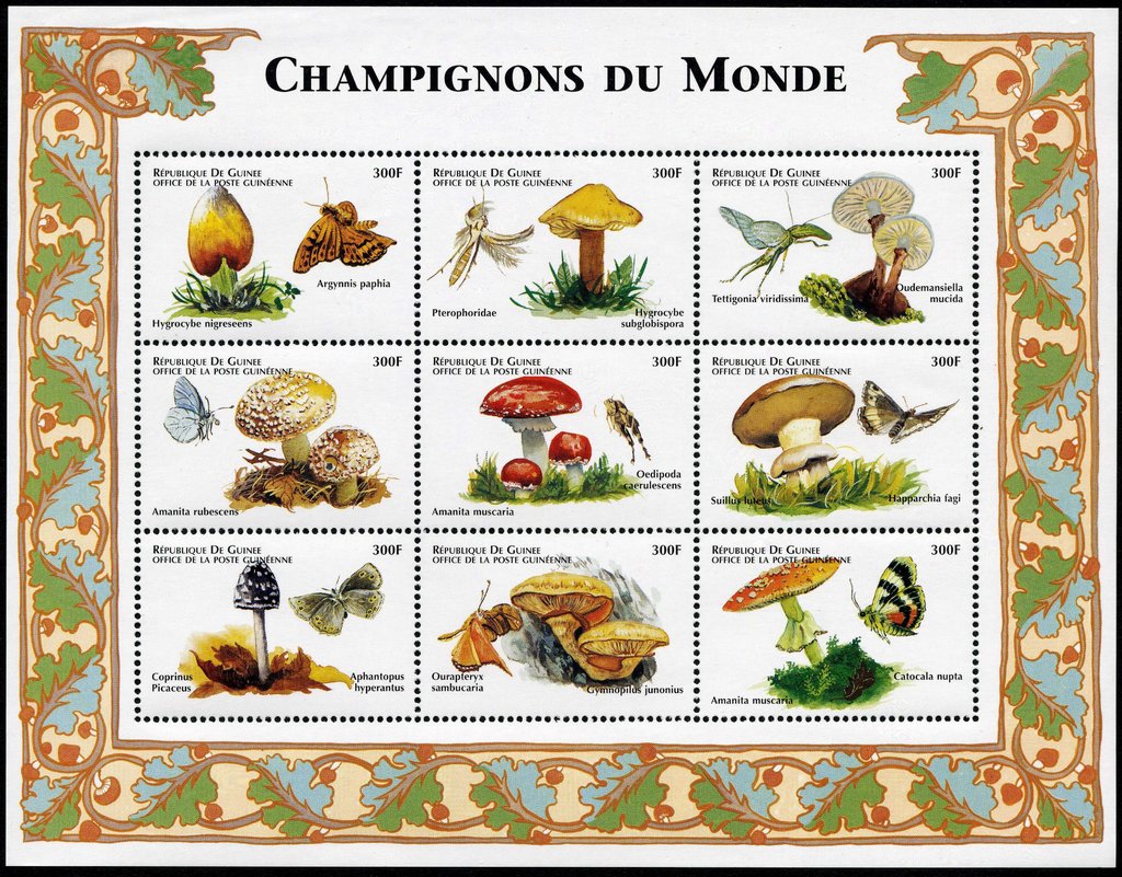 Mushrooms and insects