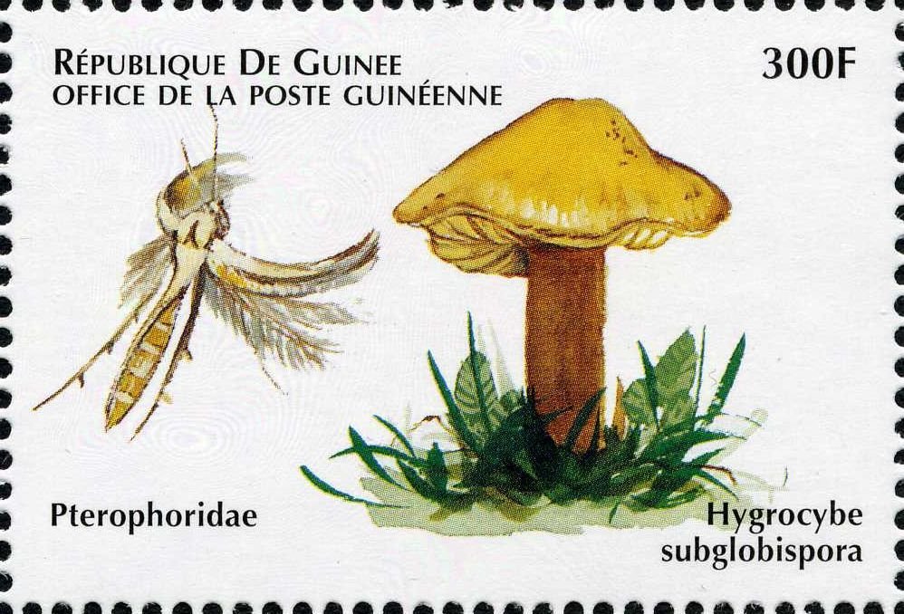 Hygrocybe subglobispora