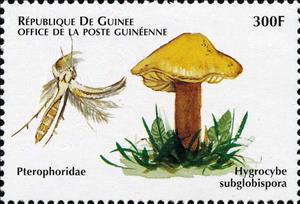 Stamp, Hygrocybe subglobispora, Guinea,  , Animals (Fauna), Insects, Mushrooms