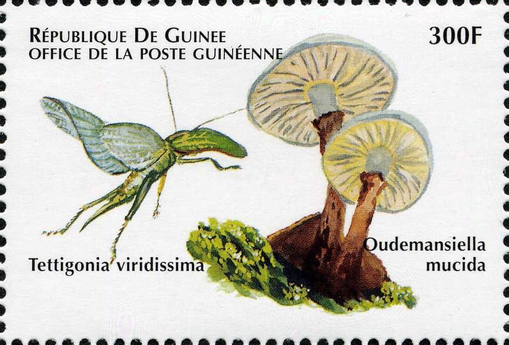 Oudemansiella mucida