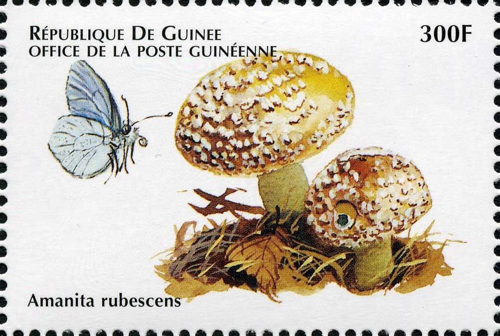 Amanita rubescens