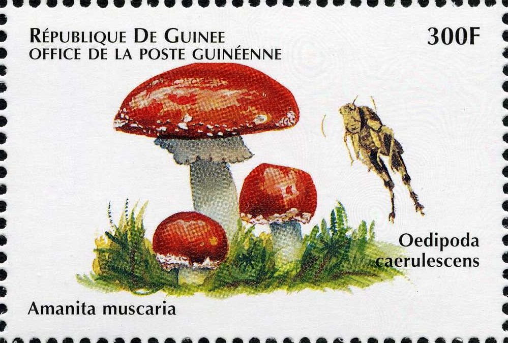 Amanita muscaria