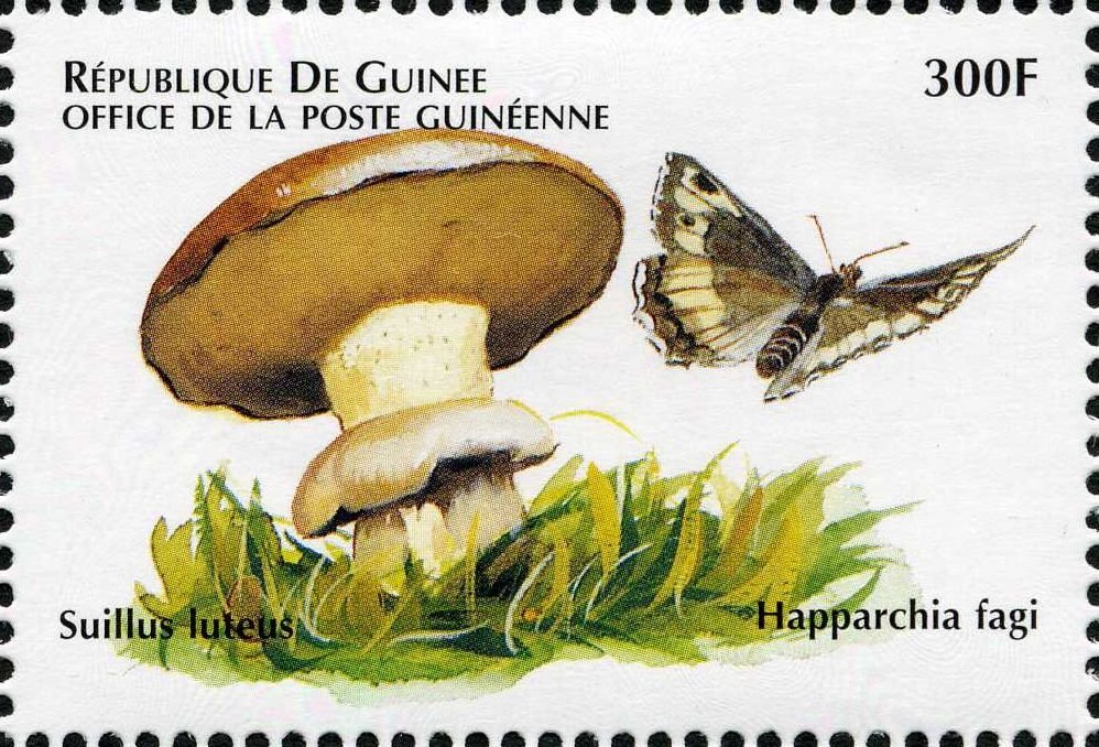 Suillus luteus