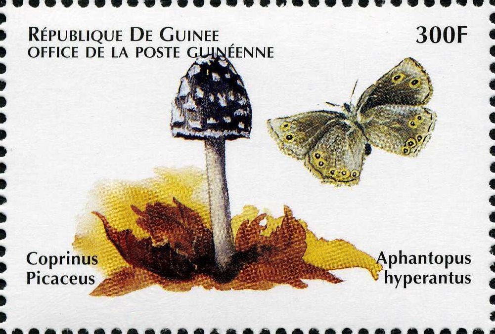 Coprinus picaceus