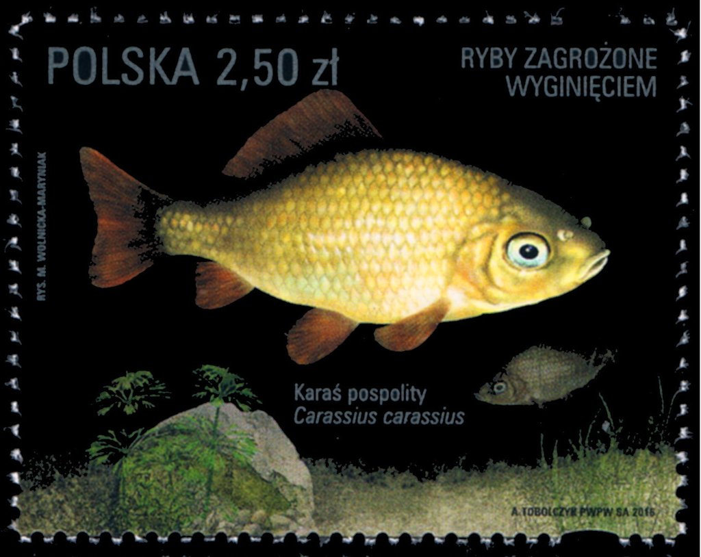 Carassius carassius