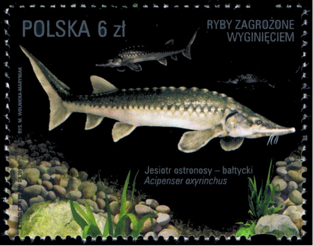 Acipenser oxyrinchus