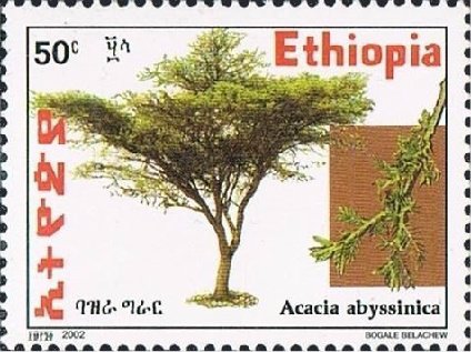Acacia abyssinica