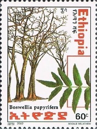 Boswellia papyrifera