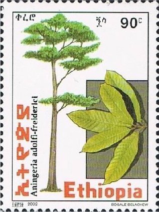 Aningeria adolfifreiderici