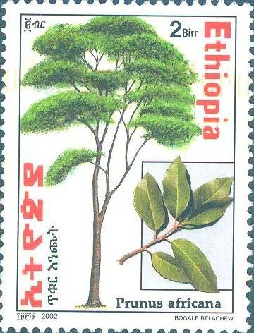 Prunus africana