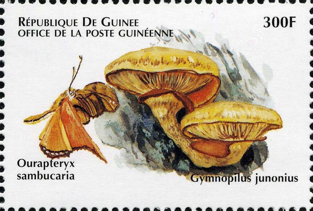 Gymnopilus junonius