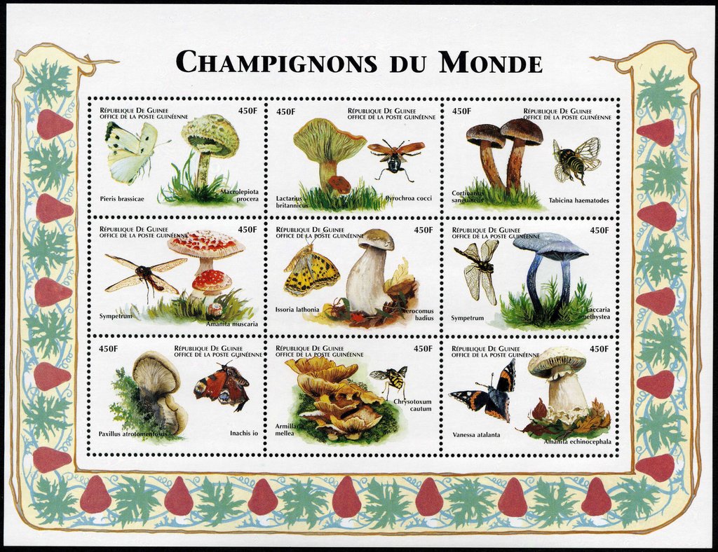 Mushrooms and insects