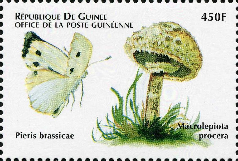 Macrolepiota procera
