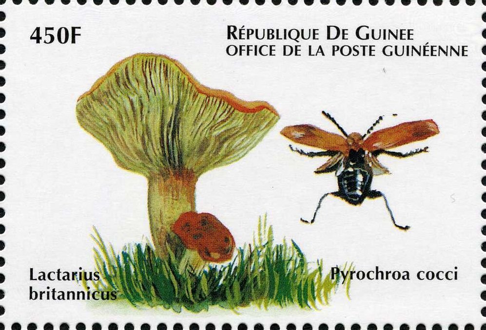 Lactarius britannicus