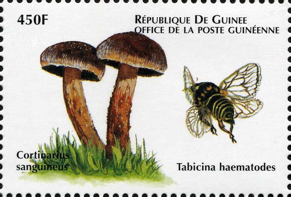 Tabicina haematodes