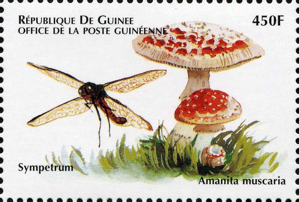 Amanita muscaria