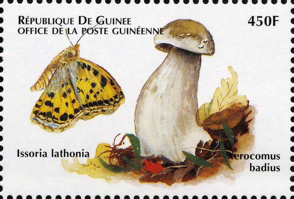 Xerocomus badius