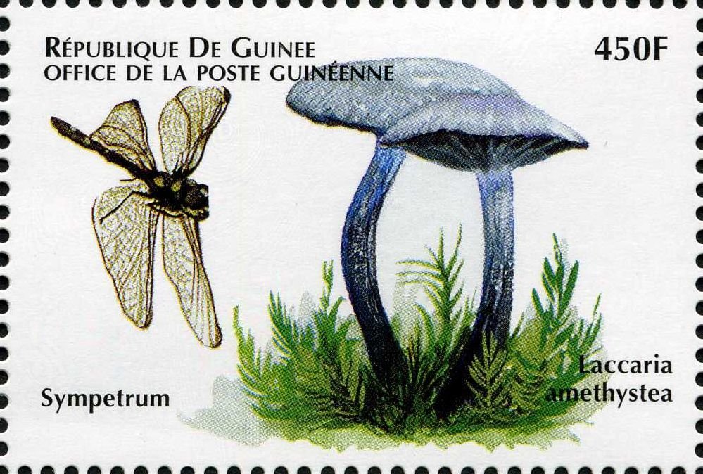 Laccaria amethystea