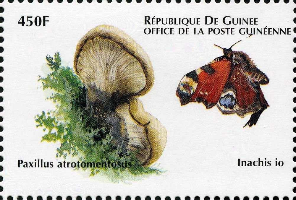 Paxillus atromentosus
