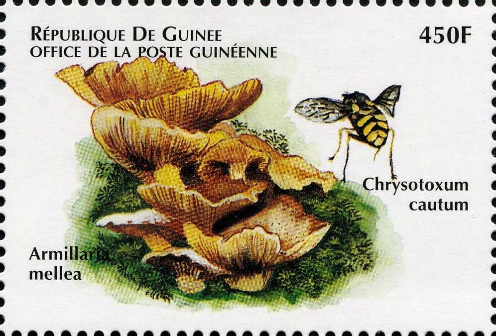 Armillaria mellea