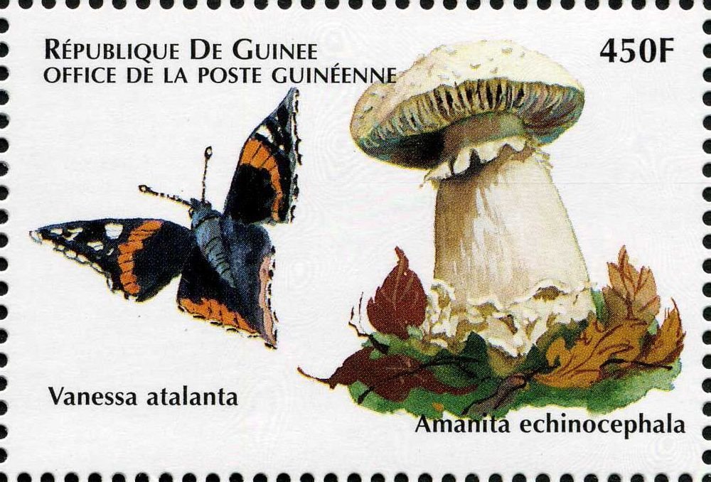 Amanita echinocephala