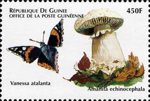 Stamp, Amanita echinocephala, Guinea,  , Animals (Fauna), Insects, Mushrooms