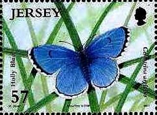 Celastrina argiolus