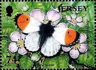 Stamp, Antrocharis cardamines, Jersey,  , Butterflies, Insects