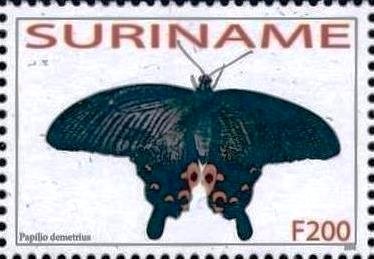 Spangle (Papilio protenor ssp. demetrius)