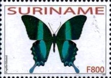 Green Swallowtail (Papilio blumei)