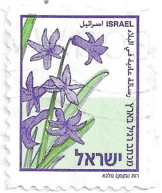 Hyazinthe (Hyacinthus orientalis)