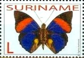Agrias Butterfly (Agrias narcissus)