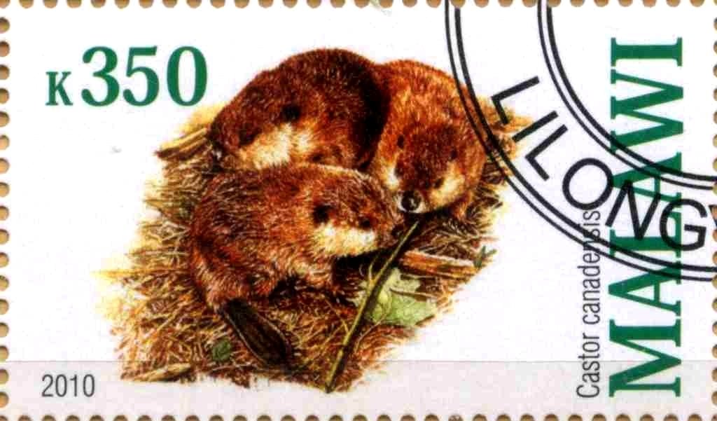 Castor canadensis