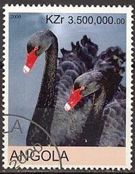Swans